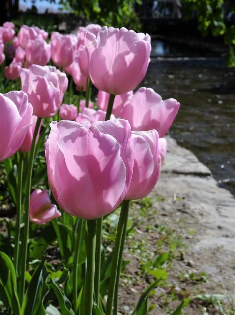 Soft pink Tulips in the Sun.JPG