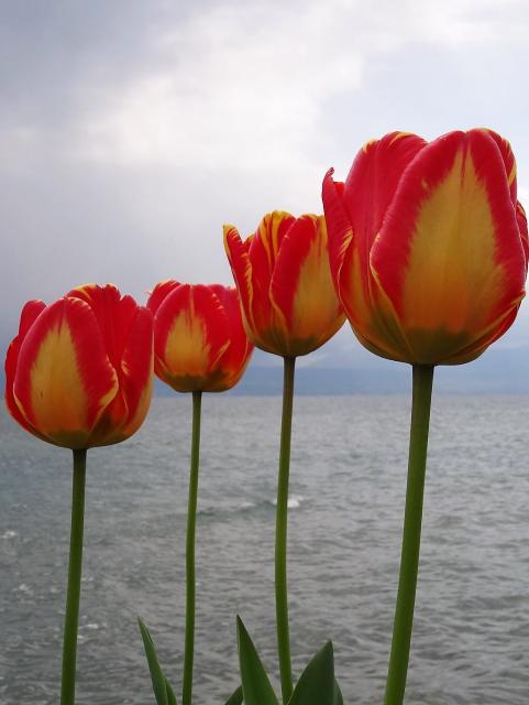 Yellow and Red Tulips with Lake in the Background.JPG