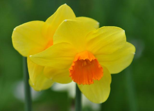 Close-up of a Yellow Daffodil flower with orange center.JPG