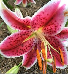 Hot Pink Lily Flower with Orange Stamens.JPG