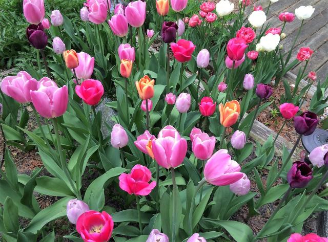 Beautiful Tulips Garden with Pink Red Purple and White Flowers.JPG