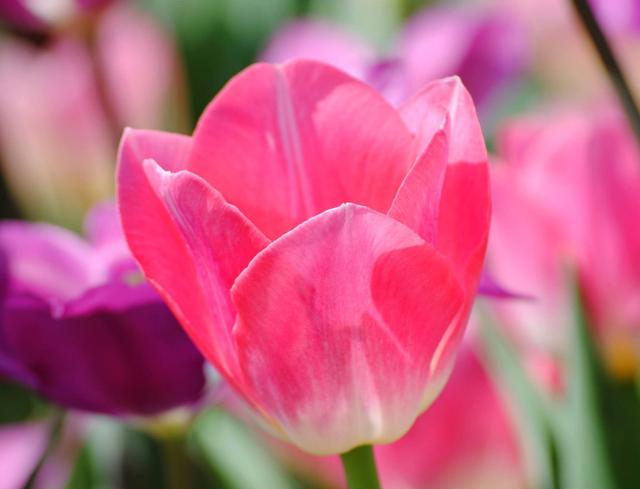 Light Pink Tulip Flower Close Up with Blurred Background.JPG