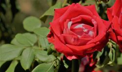 Red Rose with White Accents Close-Up