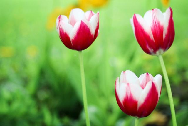 Trio of Tulips in Red & White with Blurred Background