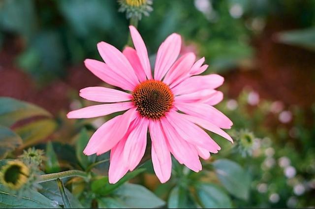 Pink Daisy Flower with Blurred Background