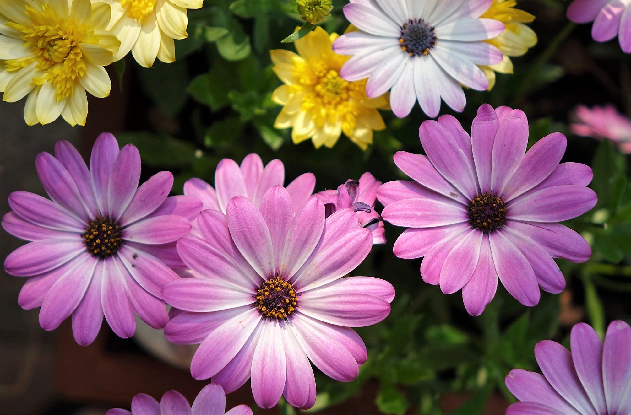 Purple Pink Daisies in a Group