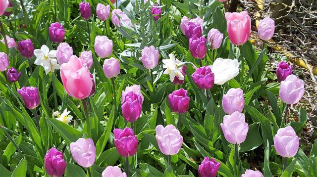 Garden of Tulips in Light Pink & Purple