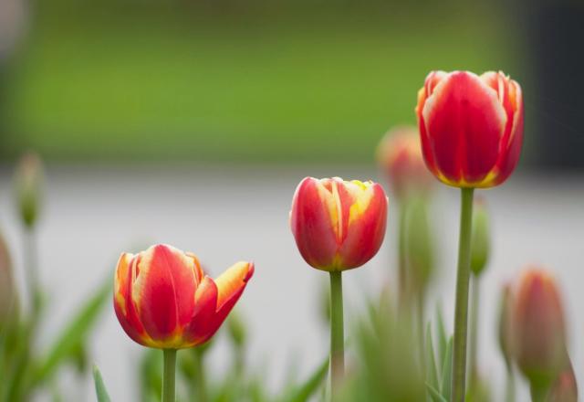 3 Red Flame Tulips with Smooth Blurred Background