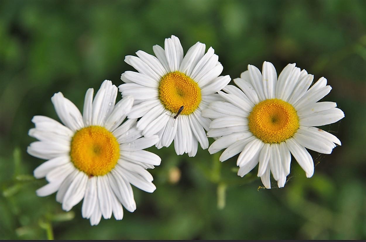 Trio of White Daisies plus a bug