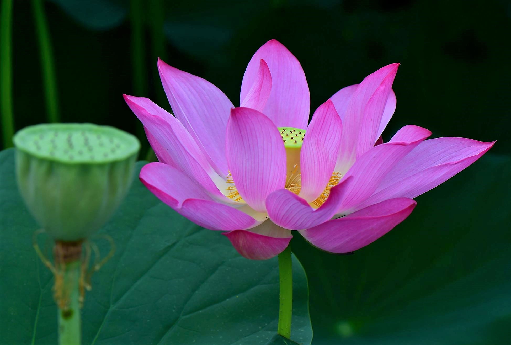 Pink Lotus Flower in the Pond