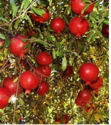 Pomegranate Fruit Trees