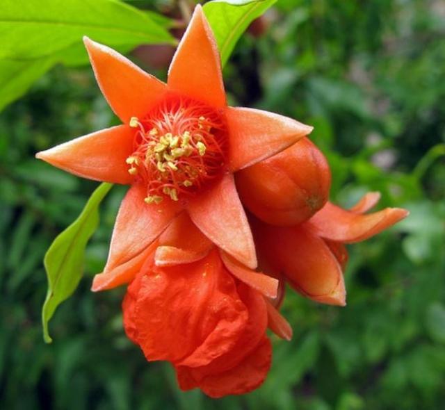 Beautiful fruit tree flowers picture of pomegranate fruit tree
