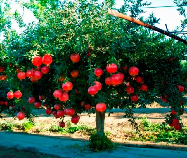 Beautiful fruit tree pictures with bright red pomegranate fruits