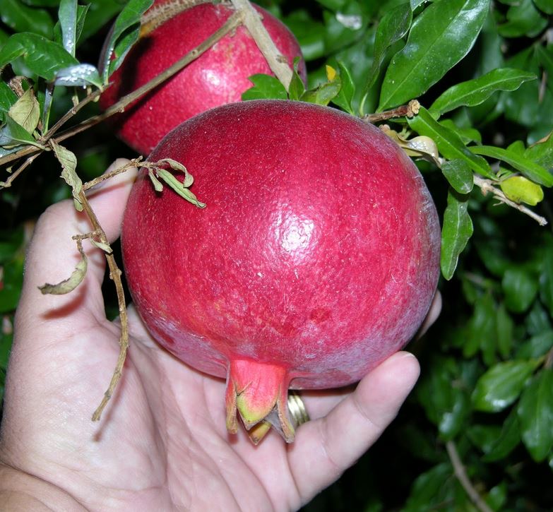 Beautiful pomegranate fruits close up picture