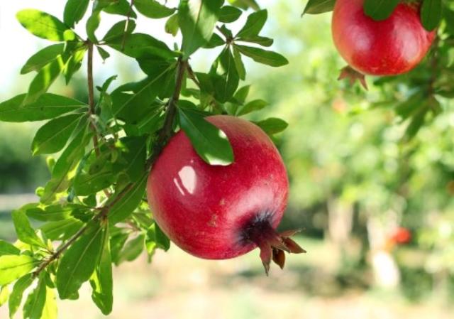 Close up photo of pomegranate fruits in red
