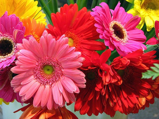 daisies for colorful wedding bouquet.jpg