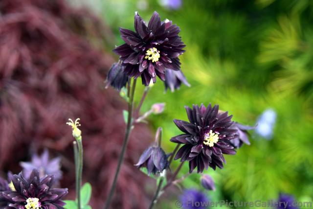 Black Flowers with Yellow Center in Ketchikan Alaska.jpg