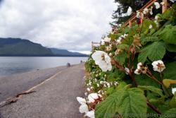 Alaska Flowers & Wildflower Pictures