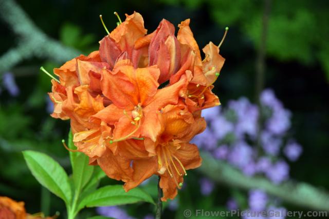 Orange Flowers with Long Stamen of Ketchikan Alaska.jpg