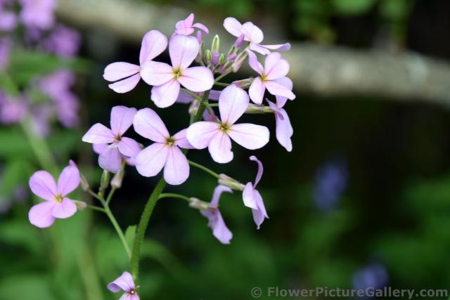 4 Petal Light Pink Flowers of Ketchikan Alaska.jpg