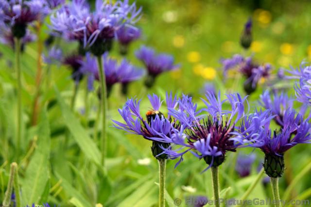 Stringy Purple Flowers of Ketchikan Alaska.jpg