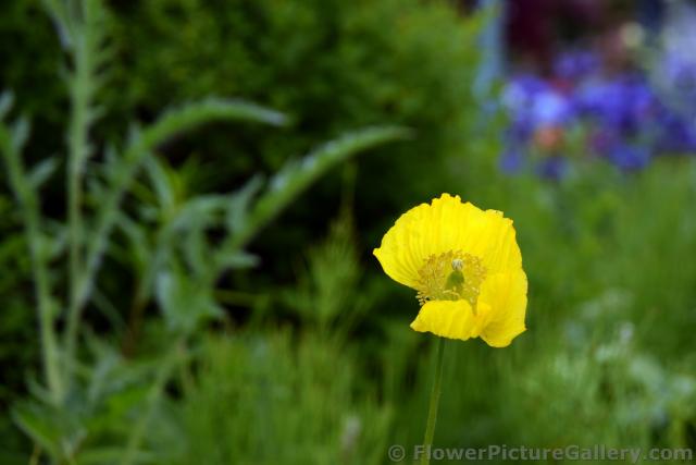 Yellow Dryas Octopetala Mountain Avens Flower in Ketchikan Alaska.jpg