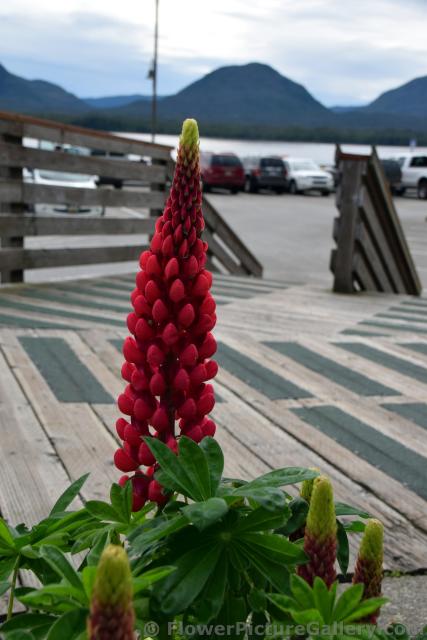 Red Groundcone Boschniakia Flower in Ketchikan Alaska.jpg