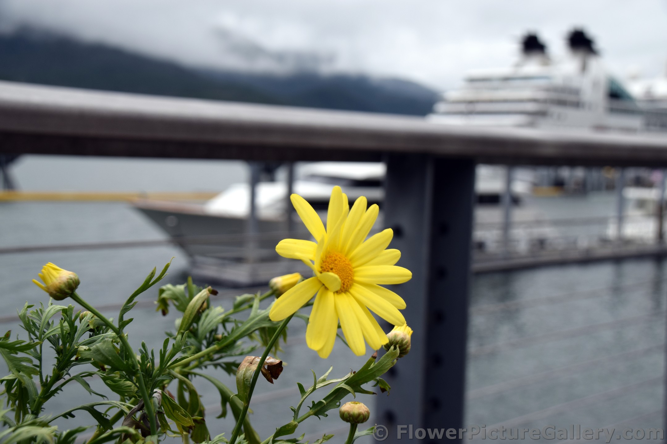Yellow Daisy at Cruise Ship Dock in Juneau Alaska.jpg