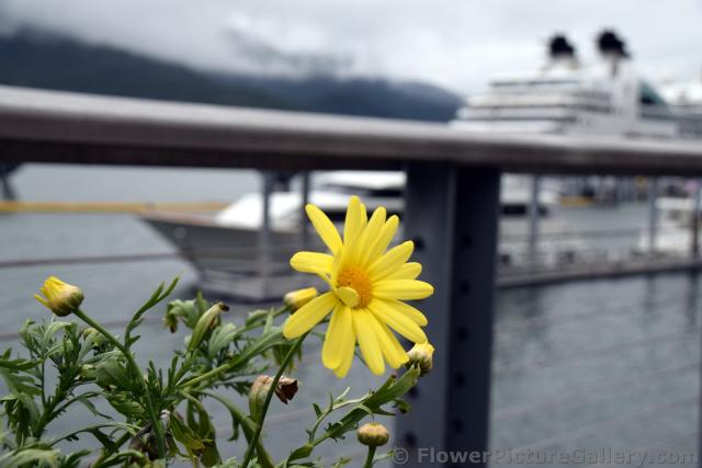 Yellow Daisy at Cruise Ship Dock in Juneau Alaska.jpg
