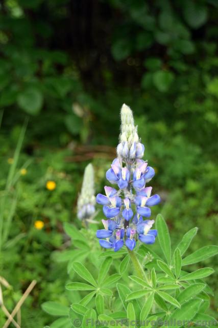 Purple Wildflower of Alaska in Juneau called Lupinus.jpg