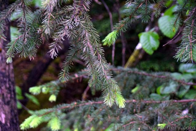 Sitka Spruce Tree Needles at Juneau Alaska.jpg