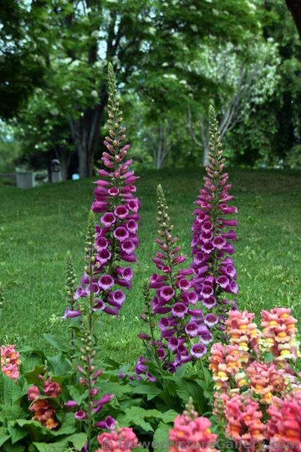 Alaska Flower Garden in Anchorage.jpg