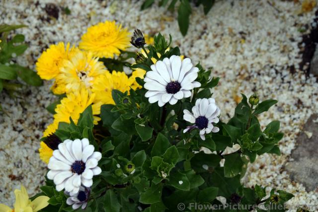 White Lavender Daisy Flowers with Dark Purple Center in Anchorage Alaska.jpg