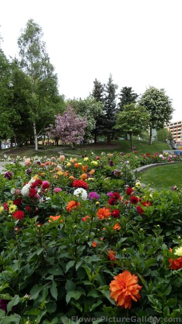 Urban Garden in Anchorage Alaska.jpg