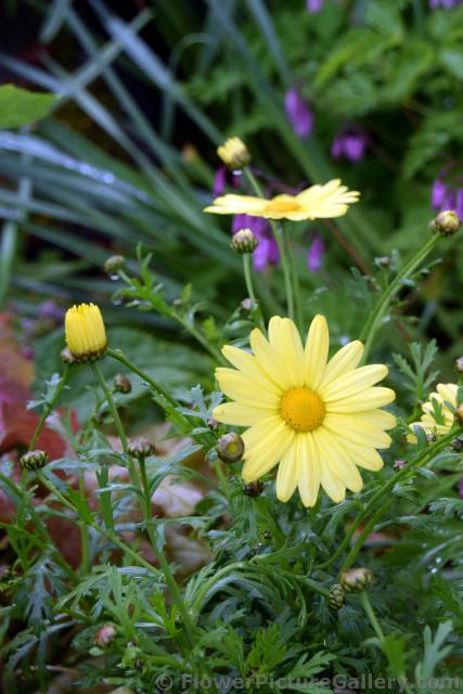 Yellow Daisy in Sitka Alaska.jpg