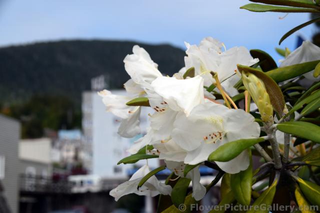 White Flower Oleander in Ketchikan Alaska.jpg