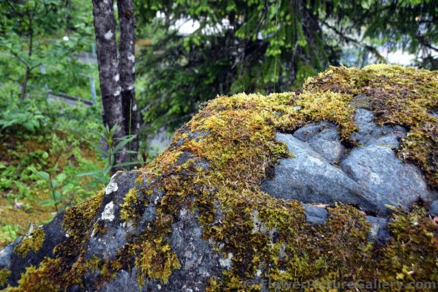 Bull's Eye Lichen in Juneau Alaska.jpg