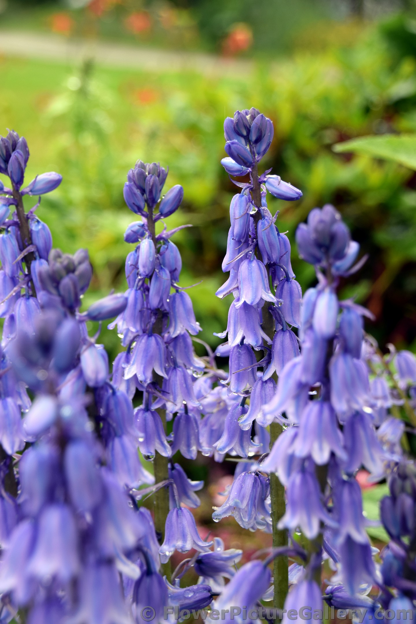 Bluebell-of-Scotland Purple Bell Flowers seen in Sitka Alaska.jpg