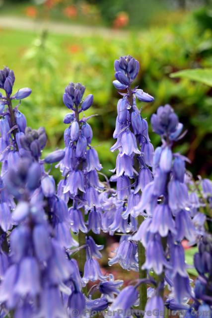 Bluebell-of-Scotland Purple Bell Flowers seen in Sitka Alaska.jpg