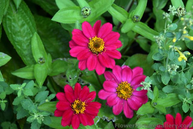 Red Flowers in Sitka Alaska.jpg