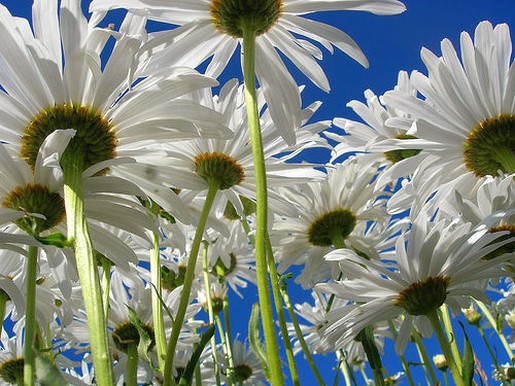 daisies field.jpg