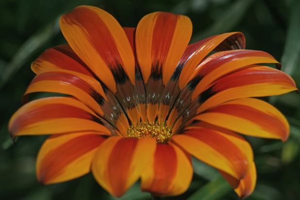 daisay flower with strips.jpg