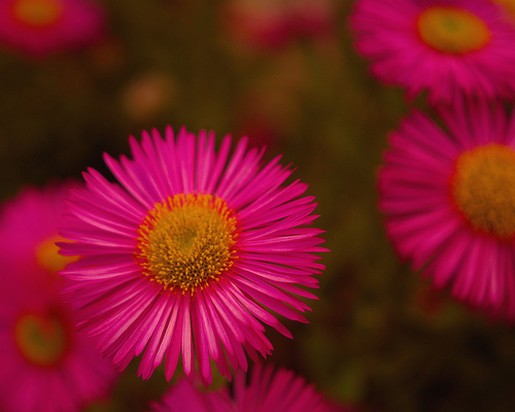 cute small pink daisies photo.jpg