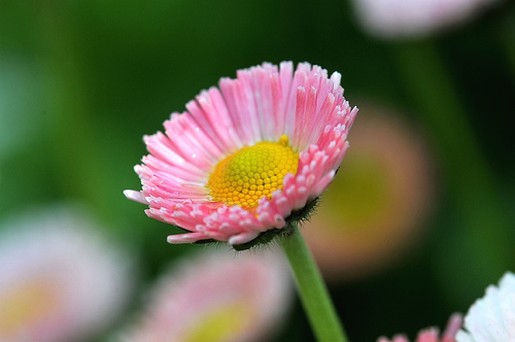 cute pink daisy.jpg