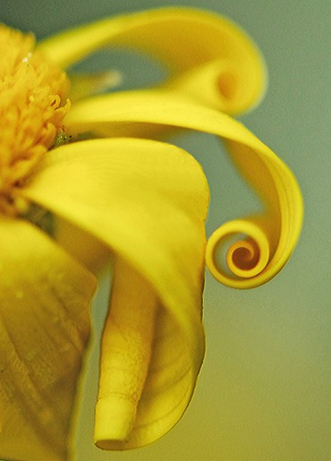 curly daisy.jpg