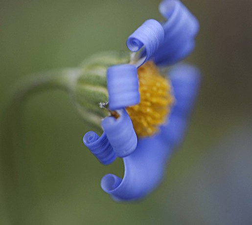 curly daisy flower in blue.jpg