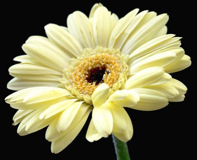 creamy daisy flower.jpg