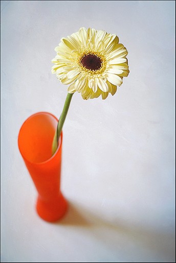 creamy daisy flower with brown center.jpg