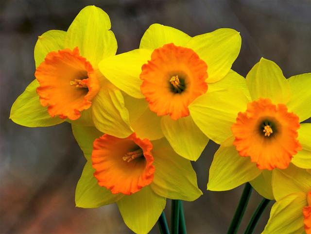 Close Up of Yellow Daffodil Flowers
