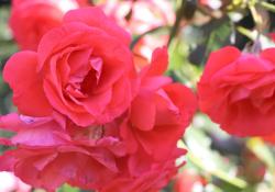 Delicate Red Rose Flowers